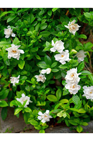 Gardenya Çiçeği-gardenia Jasminoides- Köklü,kendi Bitkini Yetiştir