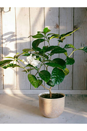 Gardenya Çiçeği-gardenia Jasminoides- Köklü,kendi Bitkini Yetiştir