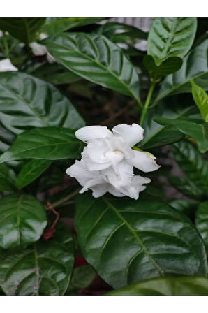 Gardenya Çiçeği-gardenia Jasminoides- Köklü,kendi Bitkini Yetiştir
