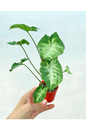 Videolu Melek Kanadı 1 Adet Saksılı 10-20cm Iç Mekan Bitkisi (SYNGONİUM PİXİE)