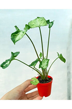 Videolu Melek Kanadı 1 Adet Saksılı 10-20cm Iç Mekan Bitkisi (SYNGONİUM PİXİE)