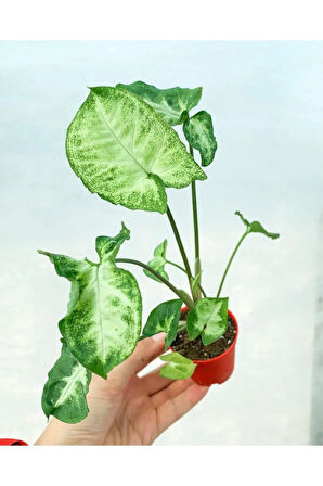 Videolu Melek Kanadı 1 Adet Saksılı 10-20cm Iç Mekan Bitkisi (SYNGONİUM PİXİE)