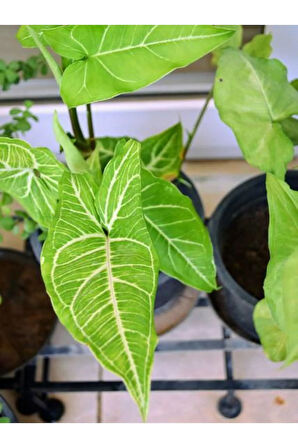 Videolu Melek Kanadı 1 Adet Saksılı 10-20cm Iç Mekan Bitkisi (SYNGONİUM PİXİE)