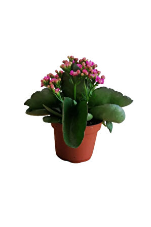 Çok Avantajlı Kalanchoe - Kalanşo Çiçeği (mor Çiçekli)
