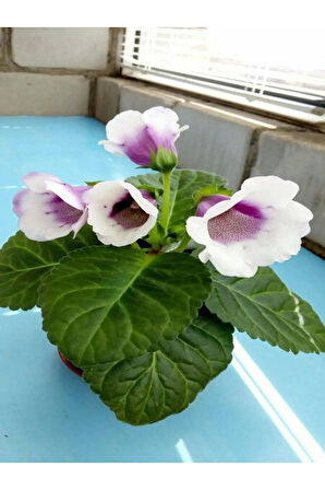 Videolu Mor-beyaz Bardak Menekşe 1 Adet Saksılı 10-20cm Iç Mekan Salon Bitkisi (GLOXİNİA)