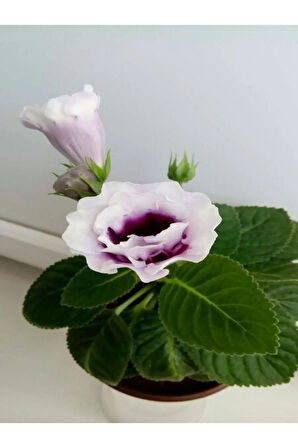 Videolu Mor-beyaz Bardak Menekşe 1 Adet Saksılı 10-20cm Iç Mekan Salon Bitkisi (GLOXİNİA)
