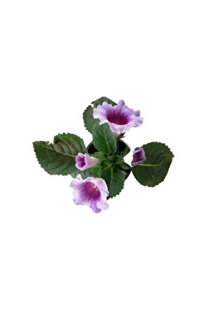 Videolu Mor-beyaz Bardak Menekşe 1 Adet Saksılı 10-20cm Iç Mekan Salon Bitkisi (GLOXİNİA)