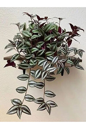Videolu Telgraf Çiçeği Mor Yeşil Renkli 1 Adet Saksılı 10-20cm Iç Mekan Salon Ev Bitkisi