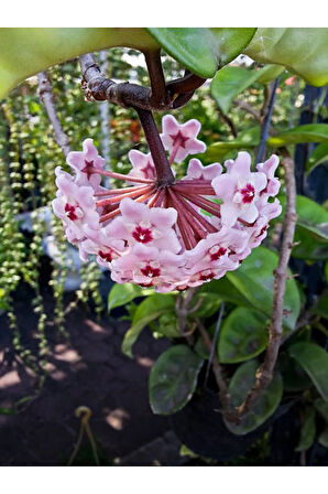 1 Metre Mum Çiçeği Hoya Carnosa Kokulu Çiçekleri Pembe Beyaz Renklidir.