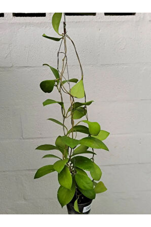 1 Metre Mum Çiçeği Hoya Carnosa Kokulu Çiçekleri Pembe Beyaz Renklidir.