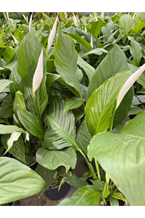 Videolu 1 Adet Barış Çiçeği 50-80 Cm Saksılı Iç Mekan Bitkileri Spathiphyllum