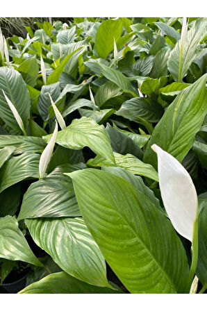 Videolu 1 Adet Barış Çiçeği 50-80 Cm Saksılı Iç Mekan Bitkileri Spathiphyllum