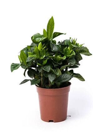 Videolu Yoğun Kokulu Gardenya 1 Adet Saksılı 15-30cm Ev Ofis Salon Bitkisi (gardenia Jasmionides )