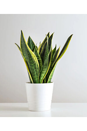 Videolu Paşa Kılıcı Peygamber Kılıcı Bitkisi 1 Adet Saksılı 30-40 Cm Salon Ofis Bitkisi(SANSEVİERİA)