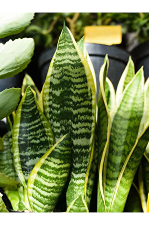 Videolu Paşa Kılıcı Peygamber Kılıcı Bitkisi 1 Adet Saksılı 30-40 Cm Salon Ofis Bitkisi(SANSEVİERİA)