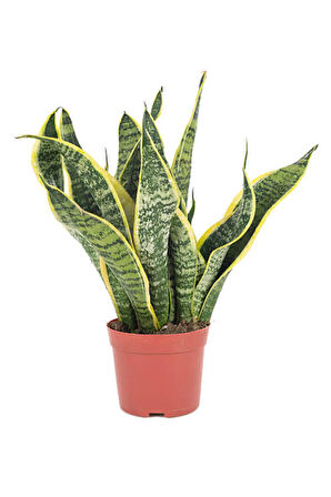 Videolu Paşa Kılıcı Peygamber Kılıcı Bitkisi 1 Adet Saksılı 30-40 Cm Salon Ofis Bitkisi(SANSEVİERİA)
