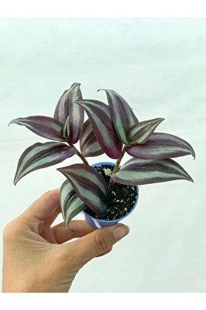 Bordo Telgraf Çiçeği 5.5 Cm Saksıda