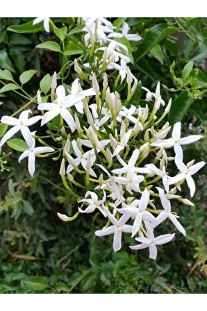 Limon Kokulu Yasemin Çiçeği Fidanı Kokulu Ful Yasemin Çiçeği 40-80cm