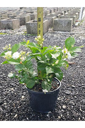 Limon Kokulu Yasemin Çiçeği Fidanı Kokulu Ful Yasemin Çiçeği 40-80cm