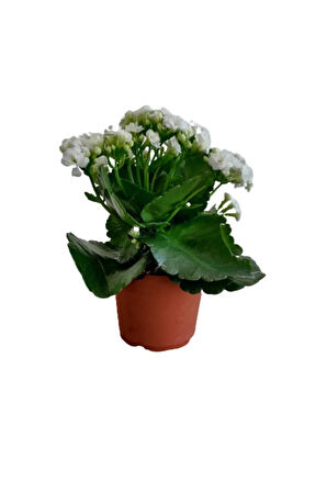 Videolu Beyaz Kalanşo Çiçeği 1 Adet Saksılı 10-20cm Iç Mekan Salon Ev Bitkisi (WHİTE KALANCHOE)