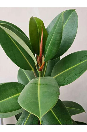 Videolu Kauçuk Bitkisi1 Adet Saksılı 60-80cm Ev Ofis Salon Bitkisi Iç Mekan Bitki (FİCUS ELASTİCA)