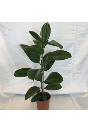 Videolu Kauçuk Bitkisi1 Adet Saksılı 60-80cm Ev Ofis Salon Bitkisi Iç Mekan Bitki (FİCUS ELASTİCA)