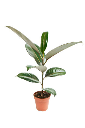 Videolu Kauçuk Bitkisi1 Adet Saksılı 60-80cm Ev Ofis Salon Bitkisi Iç Mekan Bitki (FİCUS ELASTİCA)