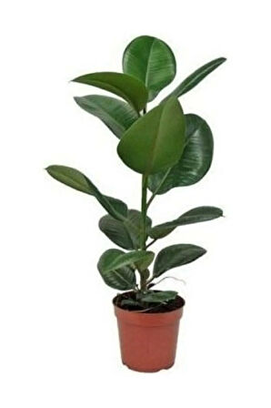 Videolu Kauçuk Bitkisi1 Adet Saksılı 60-80cm Ev Ofis Salon Bitkisi Iç Mekan Bitki (FİCUS ELASTİCA)