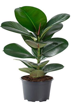 Videolu Kauçuk Bitkisi Tek Gövde 1 Adet Saksılı/ Tüplü 60-80cm Iç Mekan Bitkisi (FİCUS ELASTİCA)