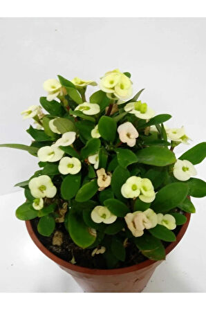 Beyaz Dikenler Tacı Euphorbia Milii