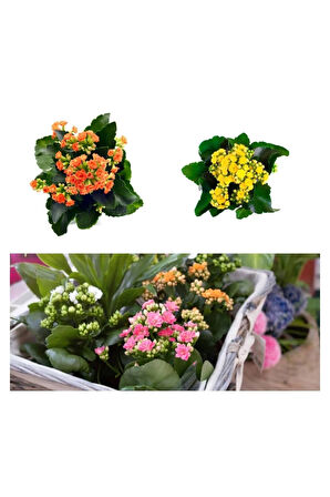 Çok Avantajlı Kalanchoe Çiçeği Kalanşo Emel Hanım Karışık Renkli 3 lü Set Saksılı Sarı Pembe Turuncu