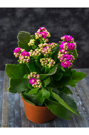 Videolu Pembe Kalanşo Çiçeği 1 Adet Saksılı 15-25 Cm Salon Balkon Bitkisi (PURPLE KALANCHOE)