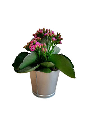 Videolu Pembe Kalanşo Çiçeği 1 Adet Saksılı 15-25 Cm Salon Balkon Bitkisi (PURPLE KALANCHOE)