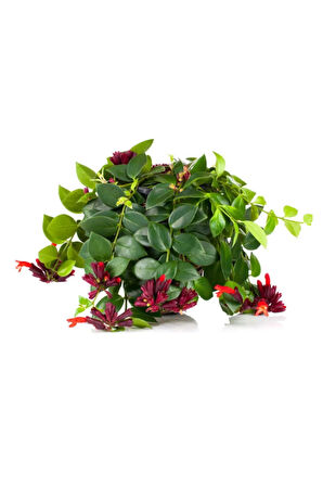 Videolu Kırmızı Ruj Çiçeği 1 Adet Saksılı 20-40cm Iç Mekan Salon Teras Sarmaşığı (AESCHYNANTHUS)