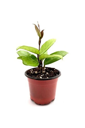 Videolu Pembe Mum Çiçeği Hoya 1 Adet Saksılı/tüplü 10-20cm Iç Mekan Salon Bitkisi(PİNK HOYA CARNOSA)