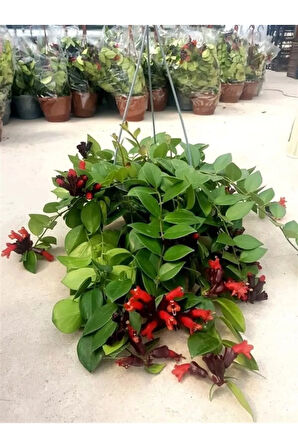 Videolu Askıda Ruj Çiçeği 1 Adet Saksılı 20-30cm Iç Mekan Balkon Bitkisi (AESCHYNANTHUS)