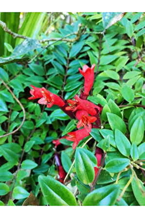 Videolu Askıda Ruj Çiçeği 1 Adet Saksılı 20-30cm Iç Mekan Balkon Bitkisi (AESCHYNANTHUS)