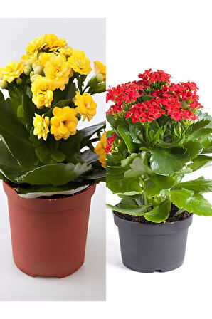 Videolu Kalanşo Çiçeği 2 Adet Mini Saksılı Sarı-kırmızı 10-15cm Iç Mekan Salon Bitkisi (KALANCHOE)