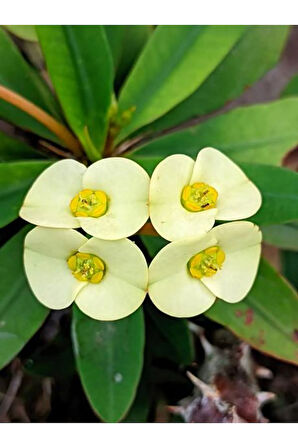 Videolu Sarı Milli Dikenler Tacı 1 Adet Saksılı 15-25cm Iç Mekan Salon Ofis Bitkisi (EUPHORBİA)