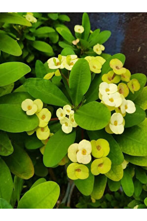 Videolu Sarı Milli Dikenler Tacı 1 Adet Saksılı 15-25cm Iç Mekan Salon Ofis Bitkisi (EUPHORBİA)