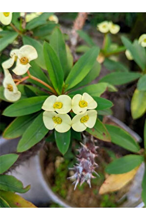 Videolu Sarı Milli Dikenler Tacı 1 Adet Saksılı 15-25cm Iç Mekan Salon Ofis Bitkisi (EUPHORBİA)