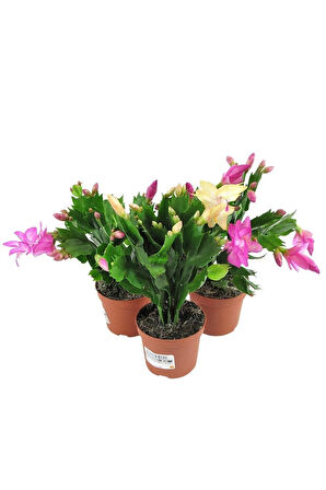 Videolu Karışık Renk Yılbaşı Çiçeği 3 Adet Saksılı 10-15cm Iç Mekan Ev Salon Bitkisi (SCHLUMBERGERA)