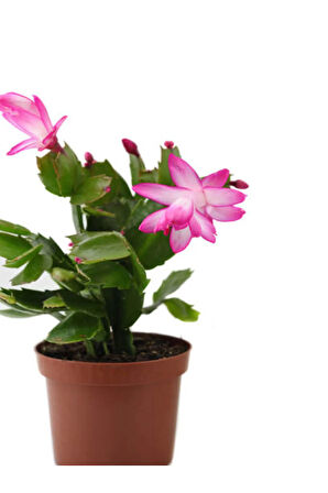 Videolu Karışık Renk Yılbaşı Çiçeği 3 Adet Saksılı 10-15cm Iç Mekan Ev Salon Bitkisi (SCHLUMBERGERA)