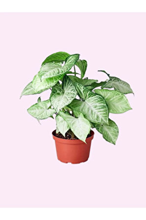 Videolu Alacalı Melek Kanadı 1 Adet Saksılı/ Tüplü 30-60cm Iç Mekan Salon Ofis Bitkisi (SYNGONİUM)
