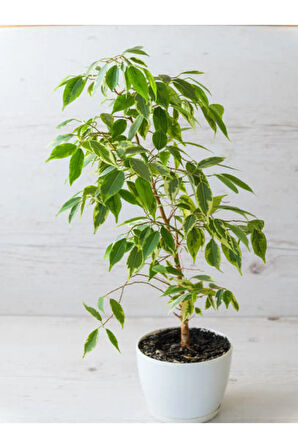 Videolu Alacalı Benjamin Bitkisi 1 Adet 80-100cm Ev Ofis Salon Bitkisi (benjamin Ficus Starlight )