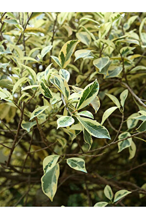 Videolu Alacalı Benjamin Bitkisi 1 Adet 80-100cm Ev Ofis Salon Bitkisi (benjamin Ficus Starlight )