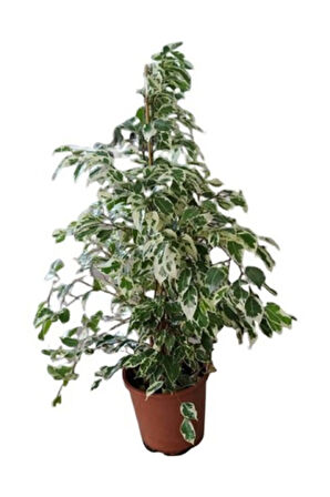 Videolu Alacalı Benjamin Bitkisi 1 Adet 80-100cm Ev Ofis Salon Bitkisi (benjamin Ficus Starlight )