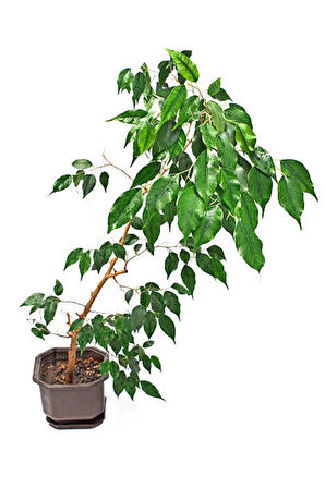 Videolu Benjamin Bitkisi 1 Adet Sakslı/ Tüpü 60-80 Cm Ofis Ev Salon Bitkisi( Ficus Benjamina)