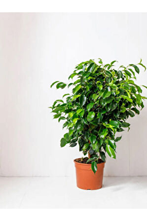 Videolu Benjamin Bitkisi 1 Adet Sakslı/ Tüpü 60-80 Cm Ofis Ev Salon Bitkisi( Ficus Benjamina)