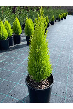 Çok Avantajlı Limon Kokulu Limoni Servi Cupressus Ev Ofis Salon Çamı 30-45 Cm